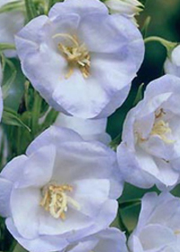 Campanula persicfolia 'La Bello'